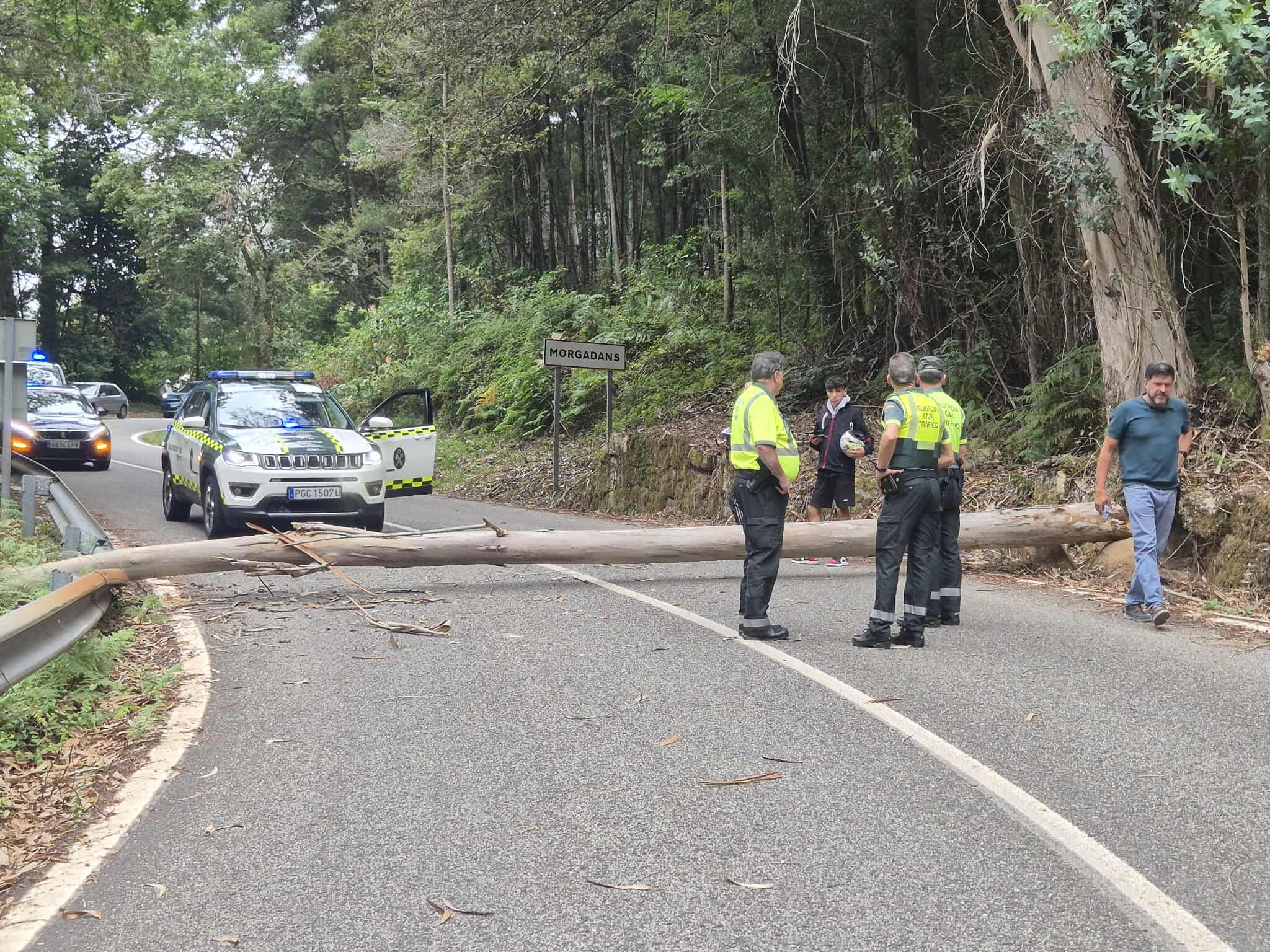 Árbol talado en la 16ª etapa de La Vuelta