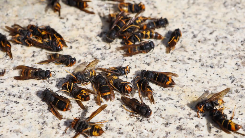  Muestra de avispas velutinas durante una manifestación para pedir un plan de acción