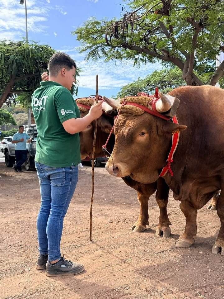 Arrastre de ganado en ExpoDeca