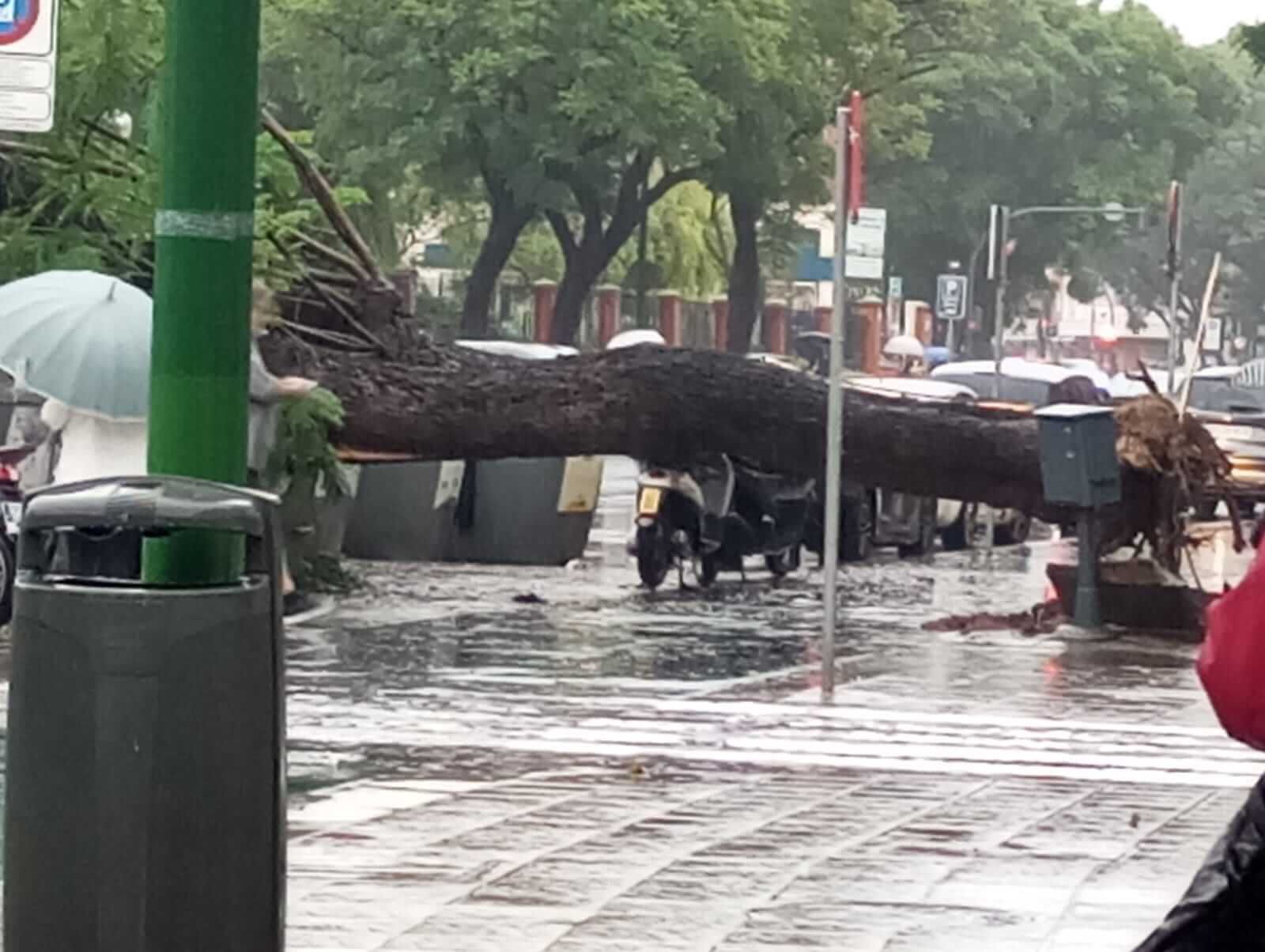 Un árbol caído en la Calle Luis Montoto.