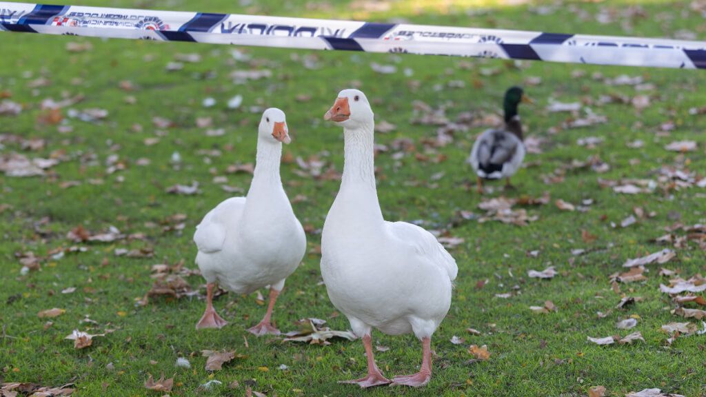 Zona de prevención contra la Gripe Aviar en el parque del Soto de Móstoles