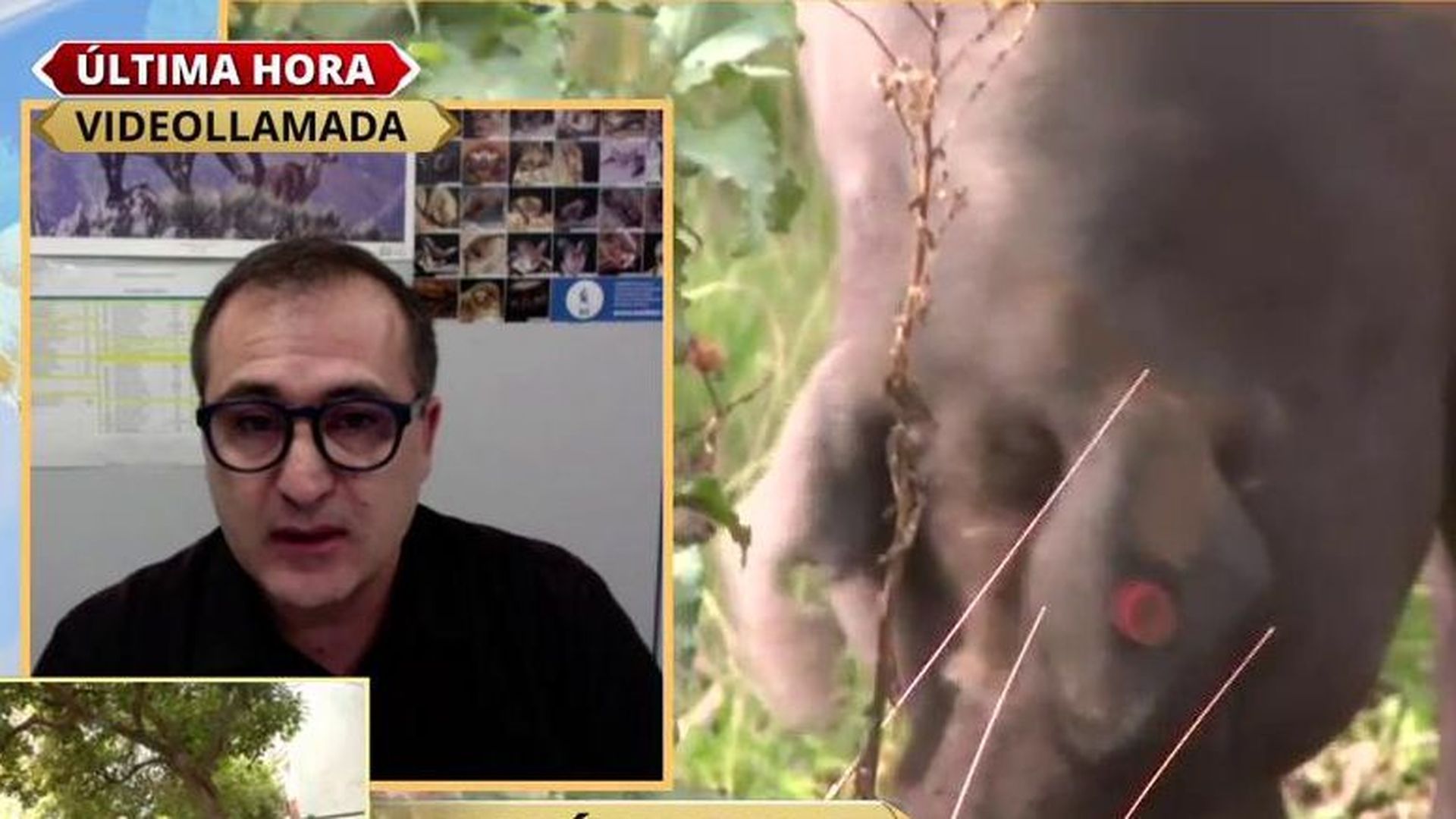 Alerta ante la fiebre porcina es España: "No es fácil de controlar"