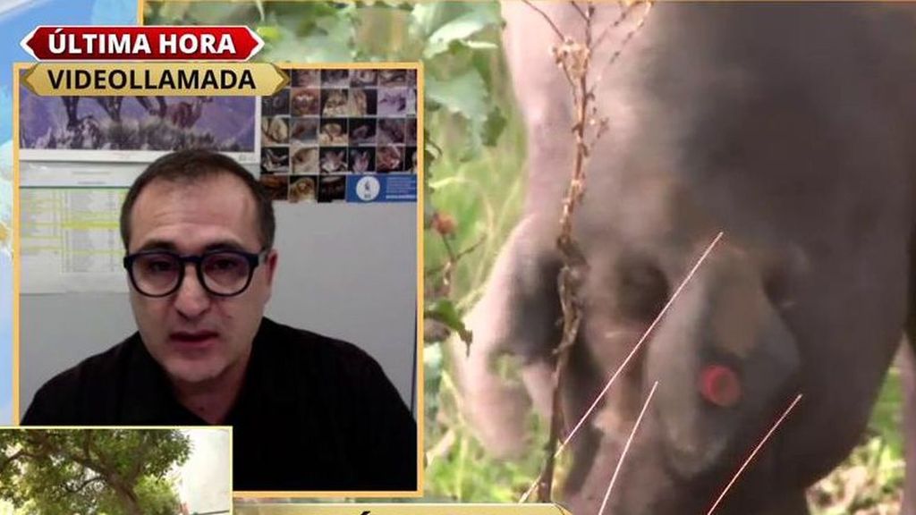 Alerta ante la peste porcina es España: "No es fácil de controlar"