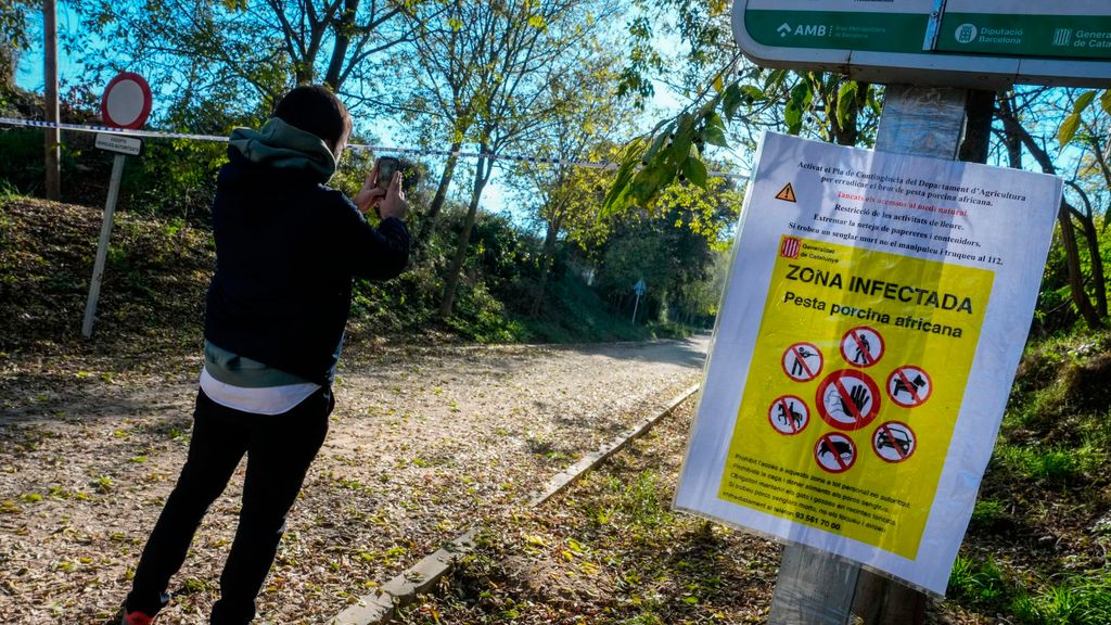 Bruselas enviará un equipo veterinario para analizar la situación de la peste porcina en Cataluña