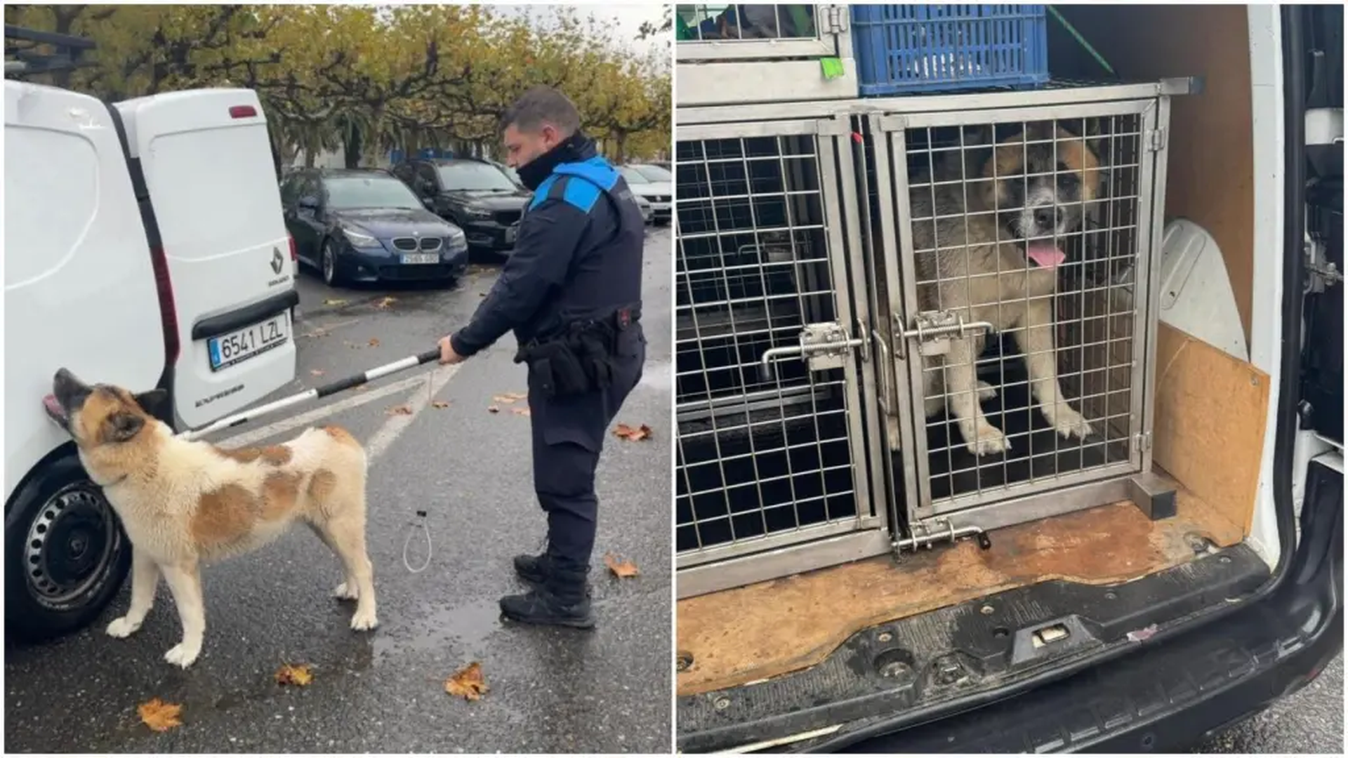 La Policía Local tuvo que capturar al perro para evitar problemas