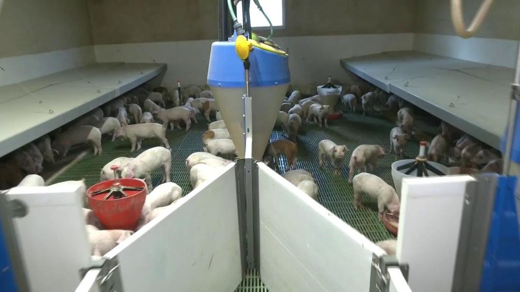 Al menos 400 ejemplares podrían ser sacrificados según el protocolo de la UE:  "Vamos a continuar sin bajar la guardia"