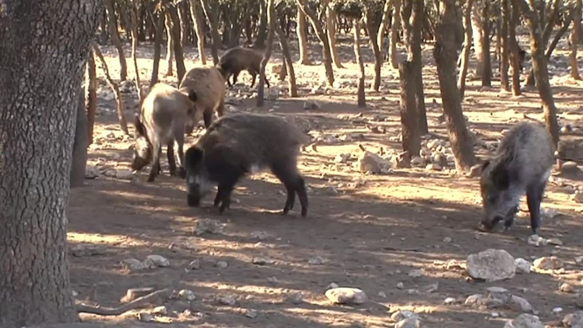 La superpoblación de jabalíes sin control preocupa a municipios y expertos en sanidad animal por la peste porcina