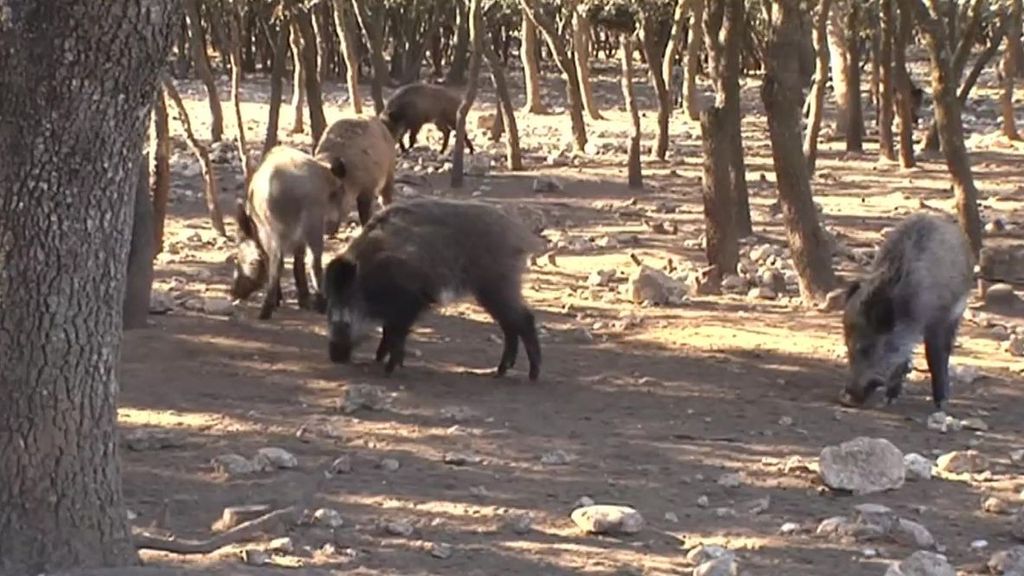 La superpoblación de jabalíes sin control preocupa a municipios y expertos en sanidad animal por la peste porcina