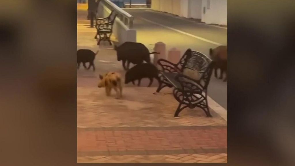 Los factores que favorecen la proliferación de jabalíes: desde la invasión urbana hasta la falta de depredadores