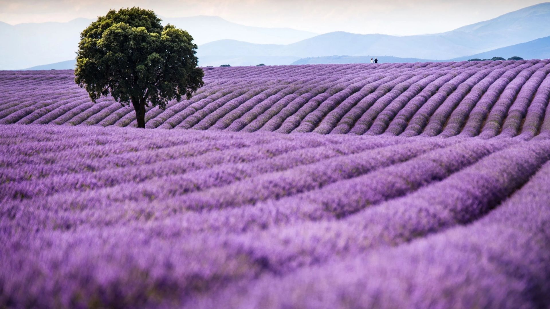 Los jardines de lavanda de Brihuega Los jardines de lavanda de Brihuega