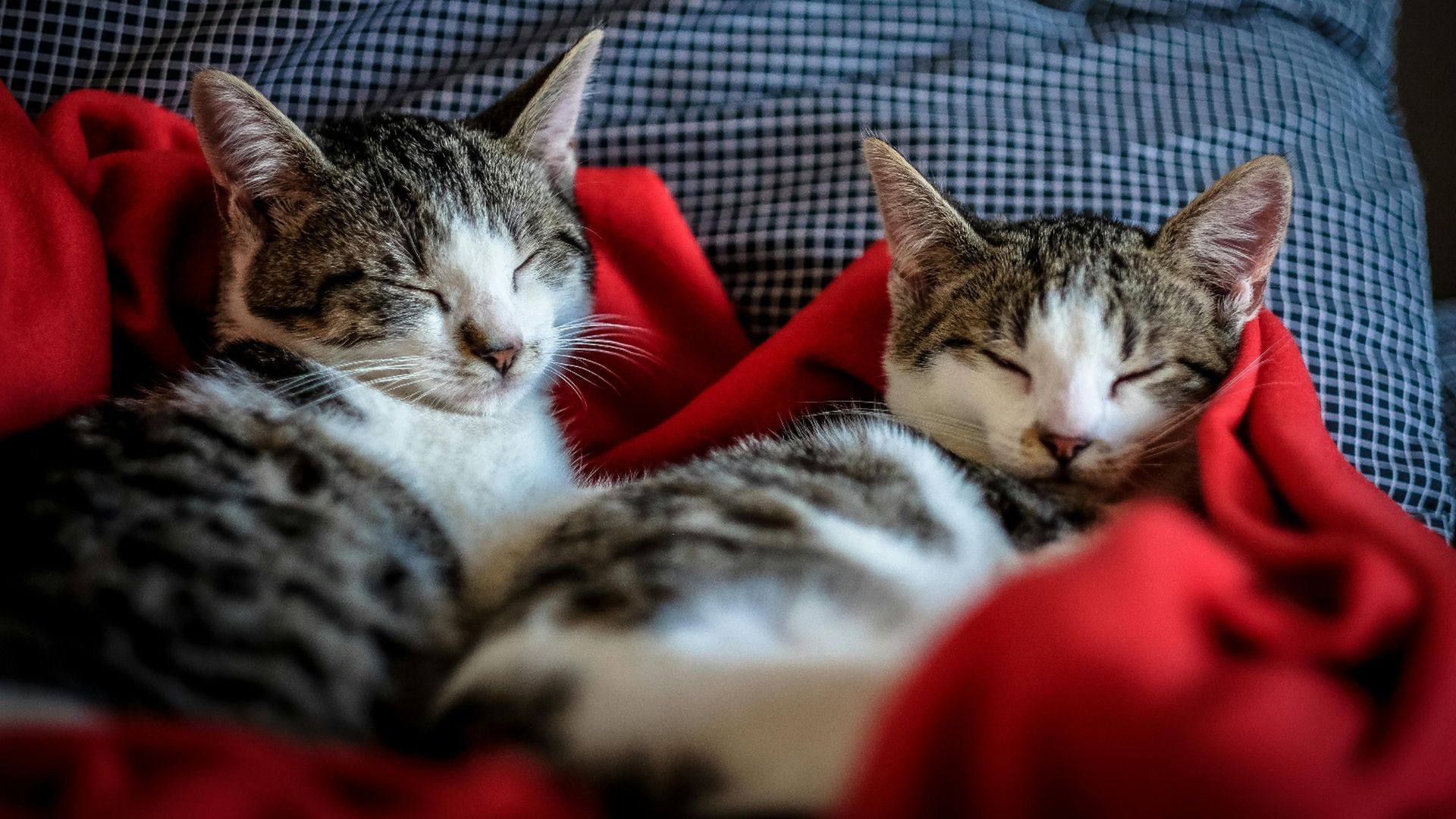 Nueva Ley Europea para el bienestar de perros y gatos