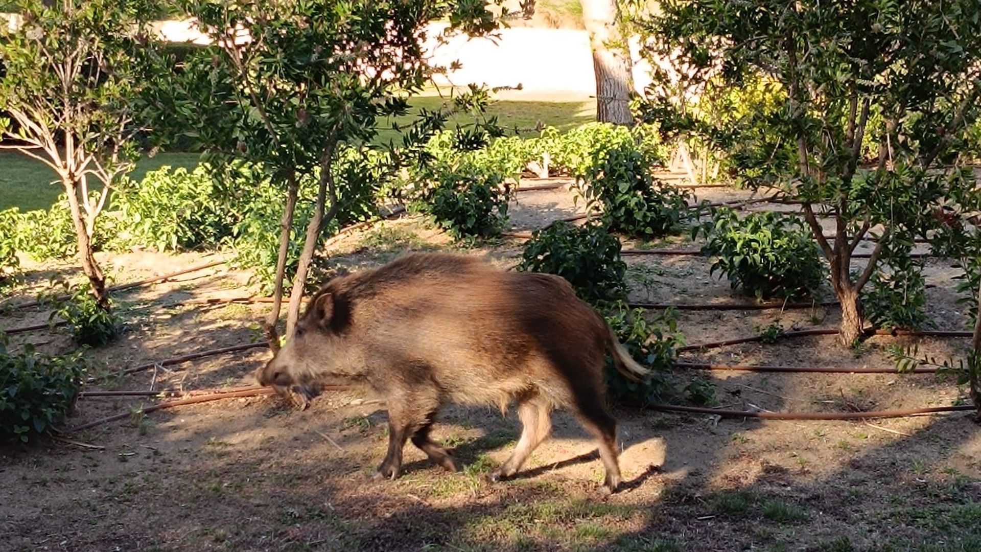Peste porcina en España: el Gobierno confirma seis casos en jabalíes en el entorno de Collserola, Barcelona