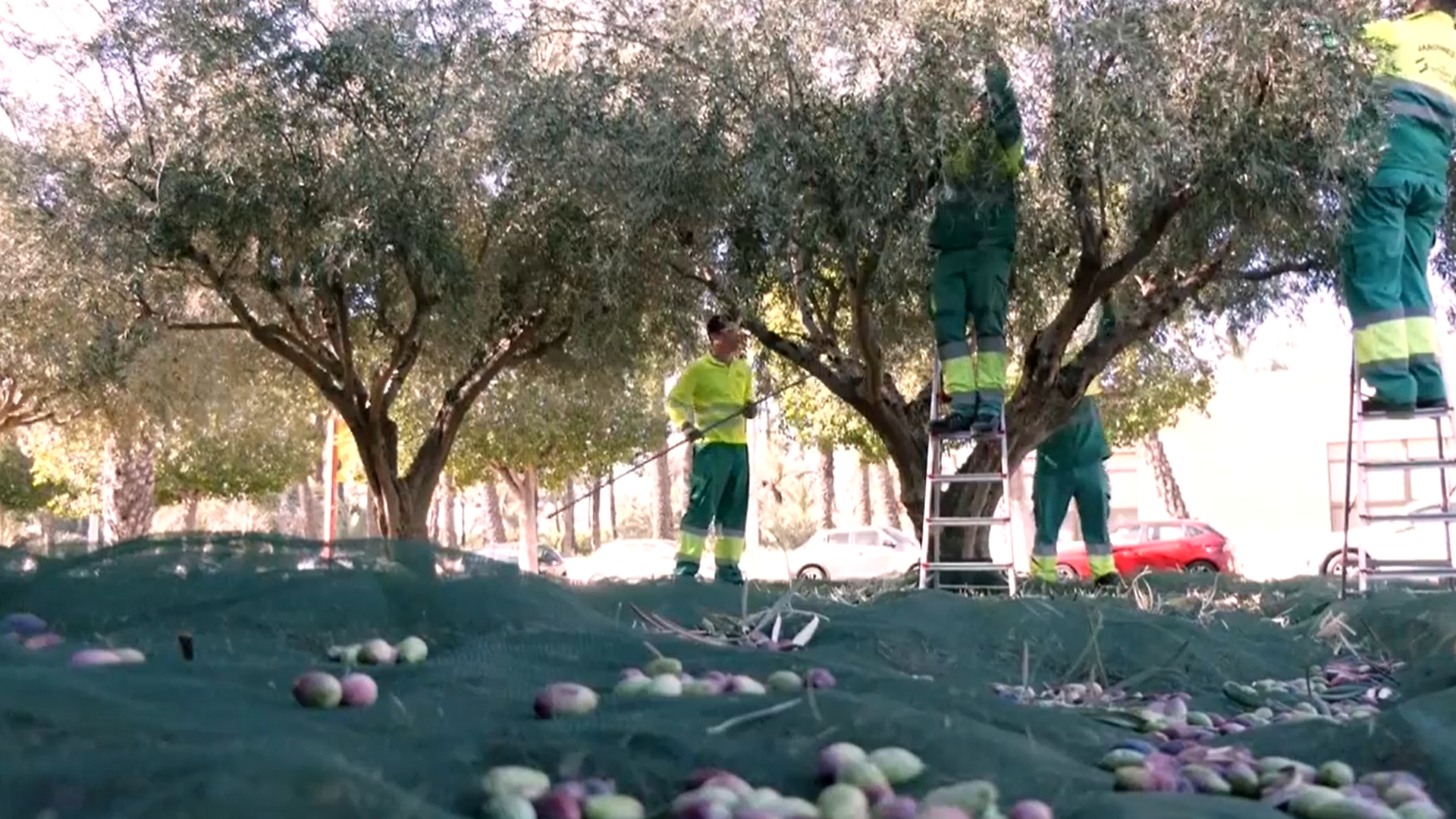 Universitarios de la UMH recogiendo aceitunas en sus campus. Universitarios de la UMH recogiendo aceitunas en sus campus.