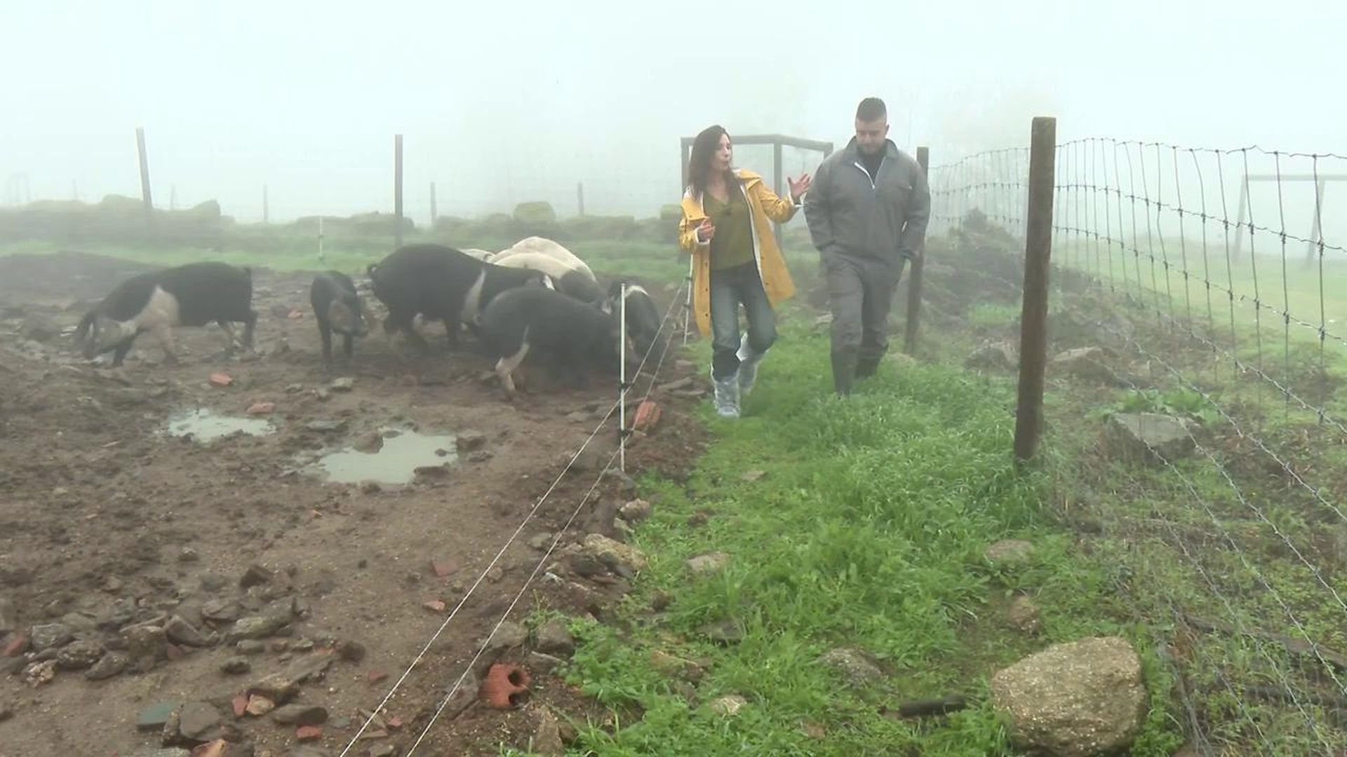 Así se protegen las granjas de cerdos contra la peste porcina
