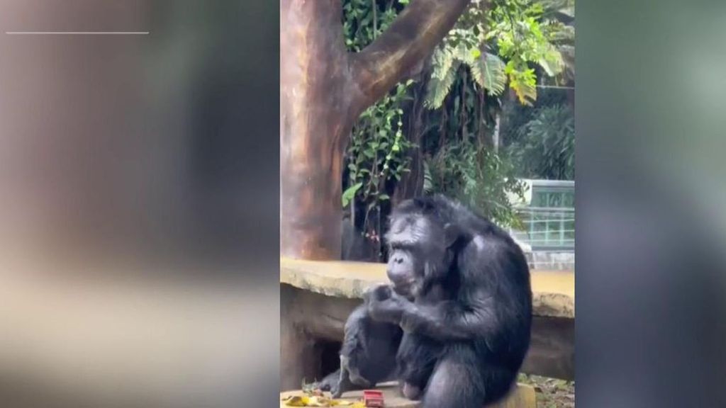 El gorila que se fuma un cigarro en un zoo de China y causa sensación