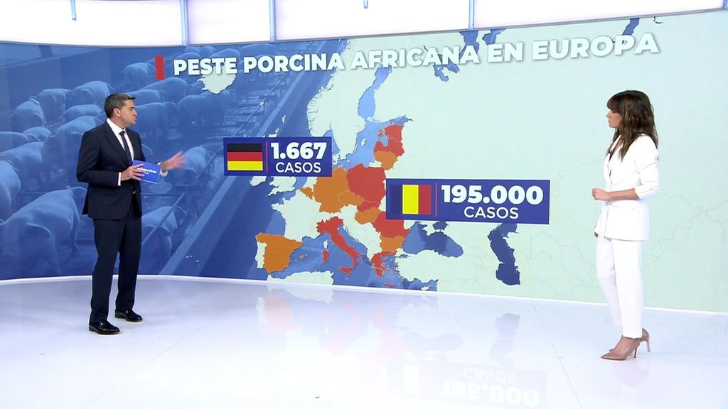 El mapa de la peste porcina africana en la Unión Europea que ha obligado al sacrificio de millones de cerdos