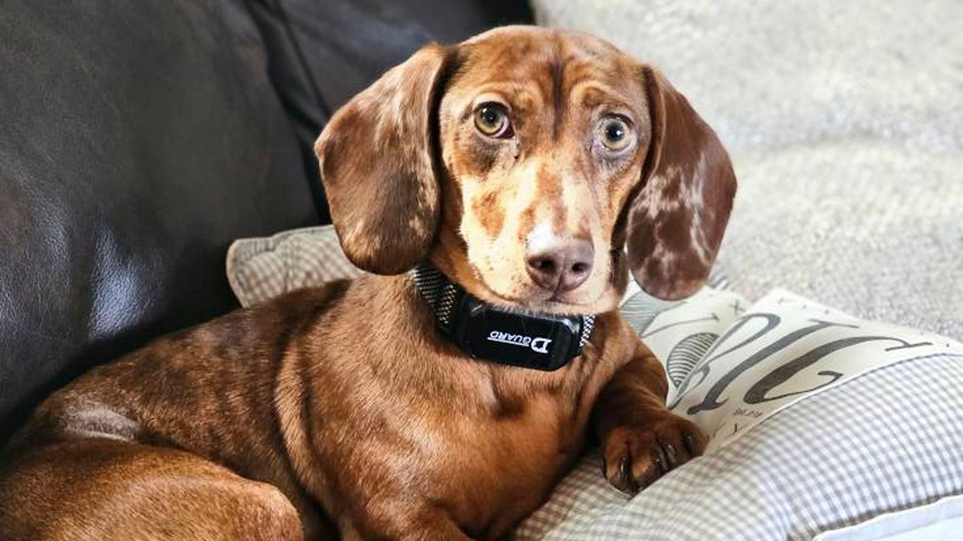 El perro de Barbara Brewington