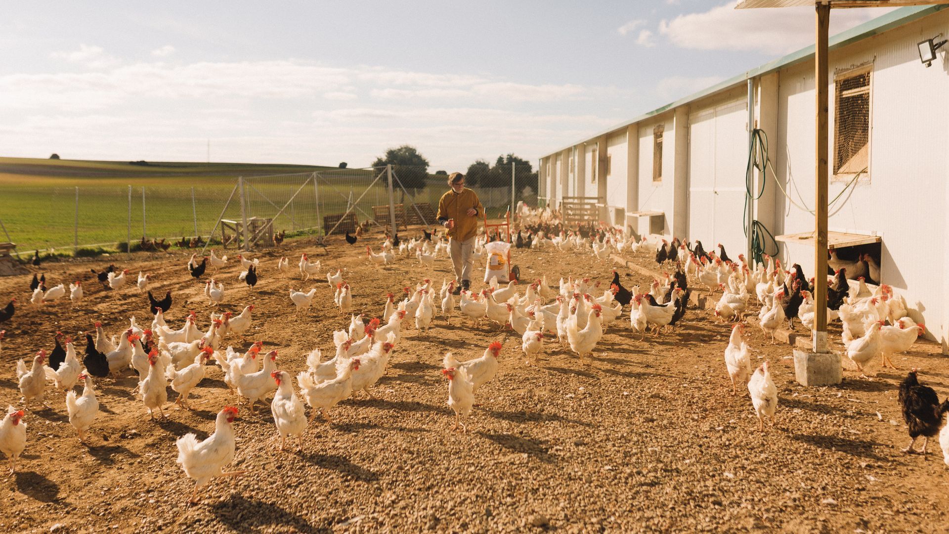 ¿Gallinas en libertad alimentadas con pimentón de La Vera? ¡Quiero tres docenas!