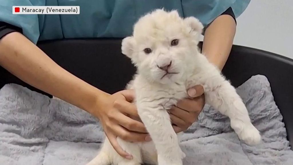 Nacen dos leones blancos en un zoo de Venezuela: tras extraño como entrañable