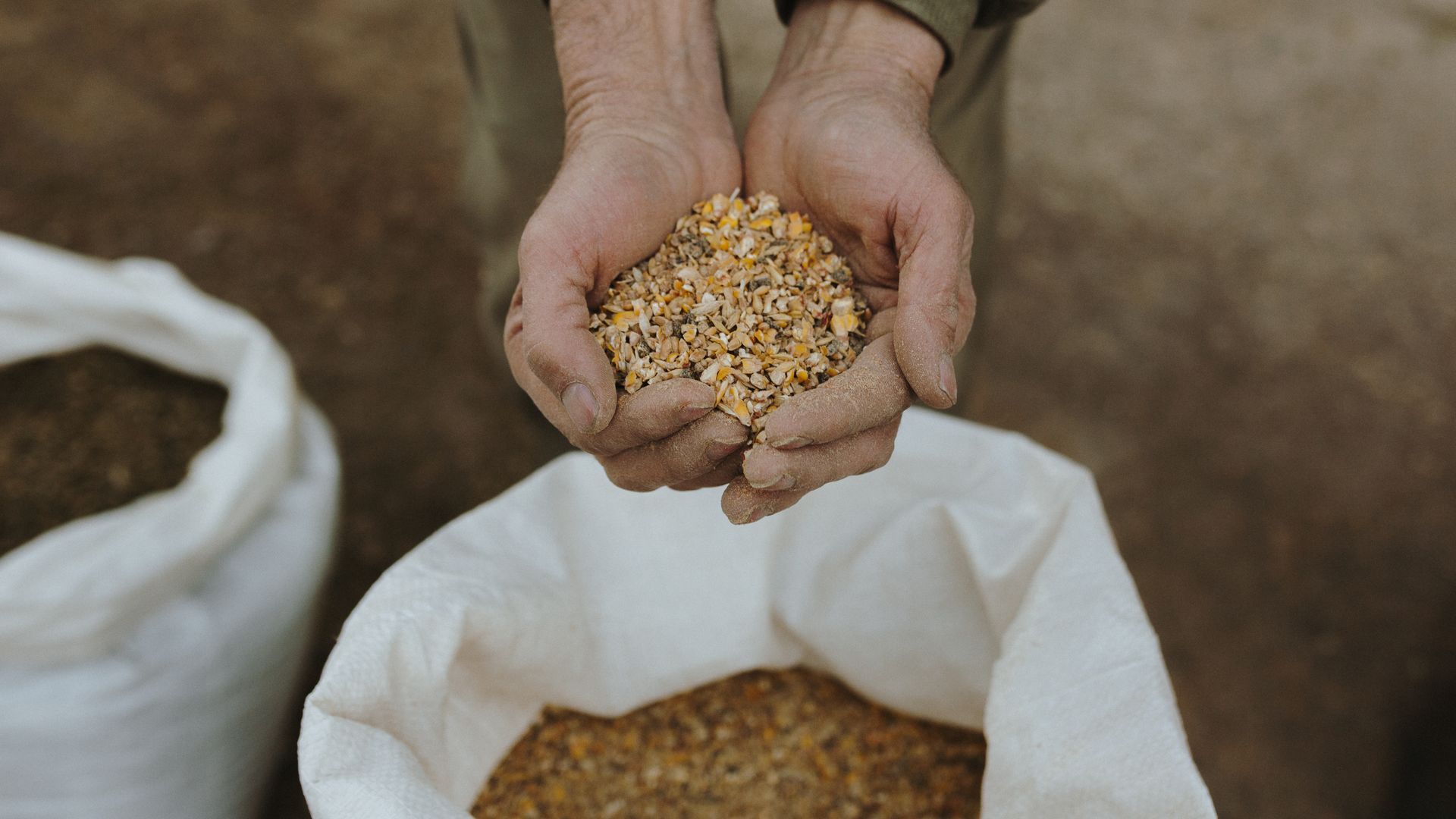 La alimentación de las gallinas es un factor clave en el resultado final