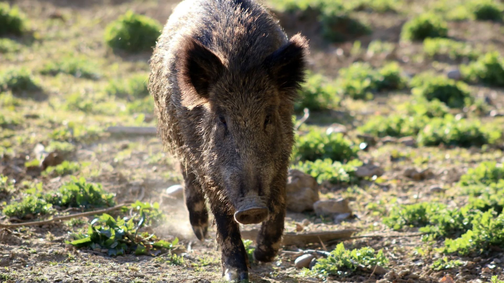 A la caza del jabalí: ya hay uno por cada 41 habitantes en España A la caza del jabalí: ya hay uno por cada 41 habitantes en España