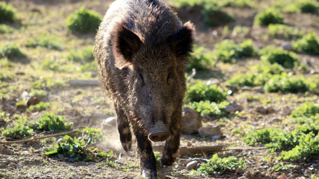 A la caza del jabalí: ya hay uno por cada 41 habitantes en España