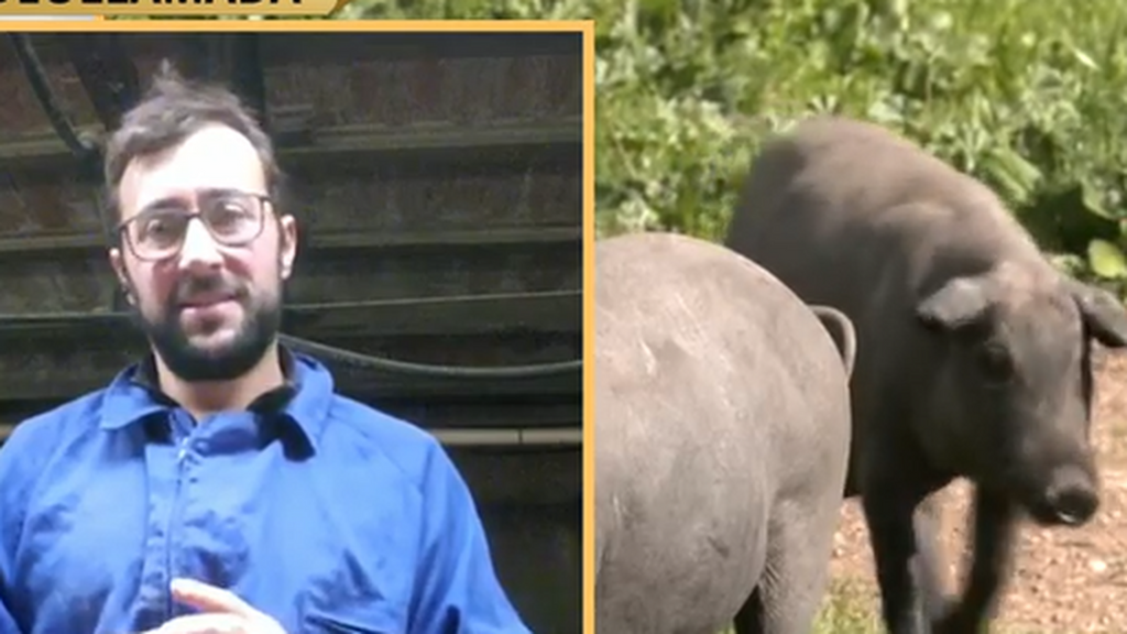 Ganadero, ante el avance de la peste porcina: “Si entra en mi explotación, sería mi fin”