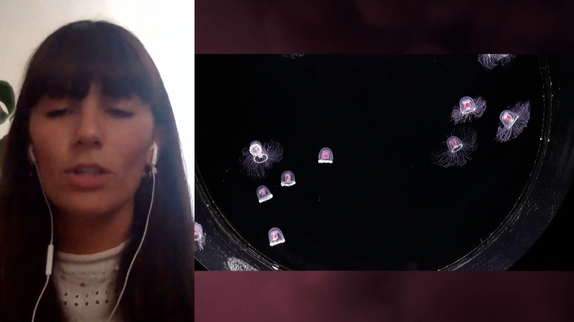 Investigan el genoma de un animal que podría alargar la vida de los humanos