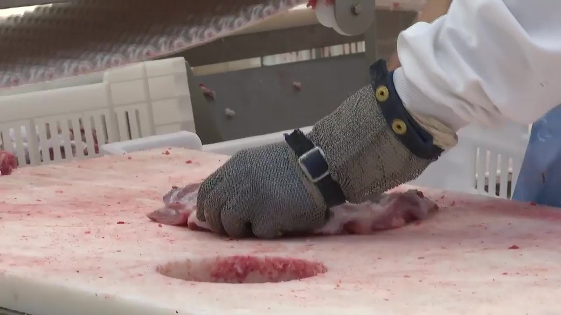 La peste porcina ya golpea a las empresas cárnicas que empiezan a prescindir de trabajadores temporales