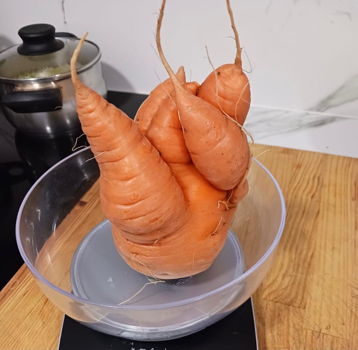 La zanahoria anterior no llegó al kilo pero era grande y "con forma rara" también