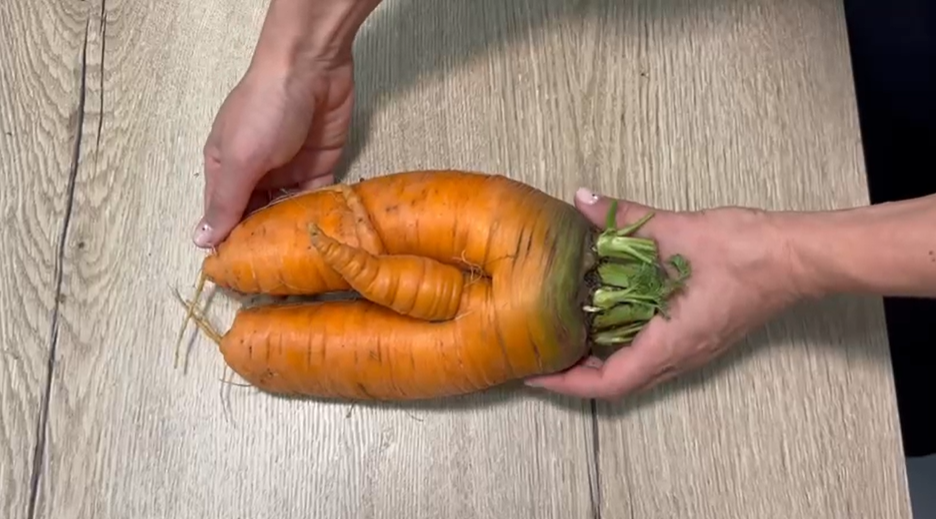 La zanahoria gigante pesa 1.091 gramos