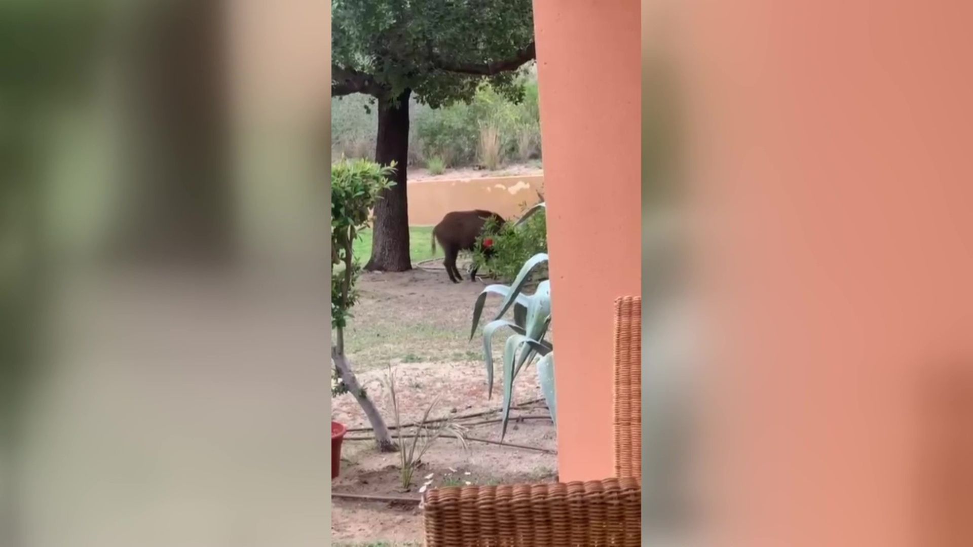 Los casos de peste porcina en Cataluña provoca un rechazo a los jabalíes a los que se combate con batidas autorizadas