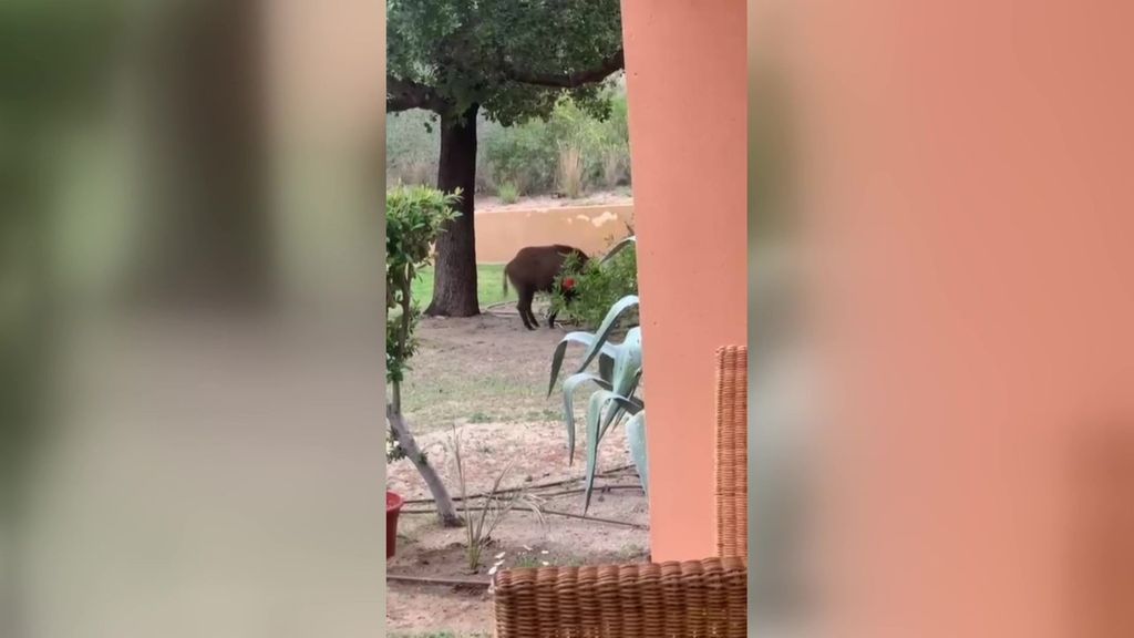 Los casos de peste porcina en Cataluña provoca un rechazo a los jabalíes a los que se combate con batidas autorizadas