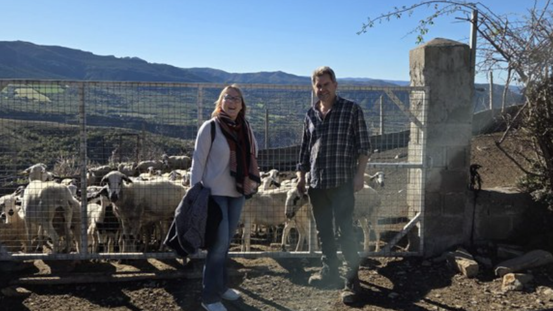 Monitorizan a más de 300 ovejas con GPS en Tremp, Lleida