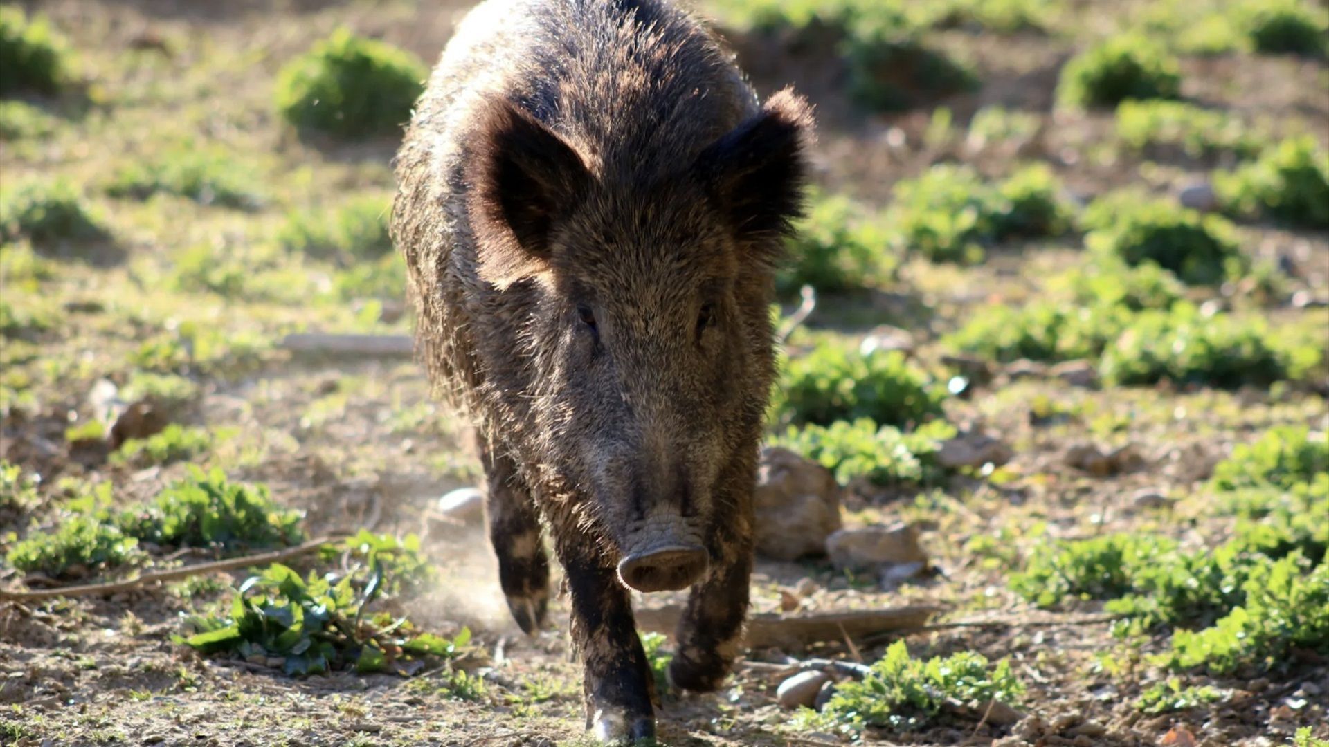 Andalucía declara la emergencia cinegética temporal para controlar los jabalíes en plena crisis por la peste porcina