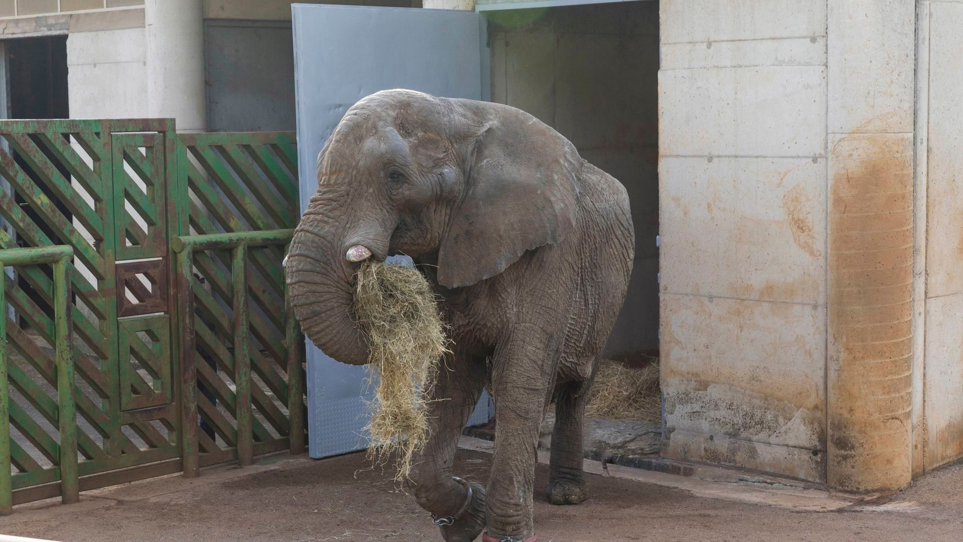 Archivo - El elefante Jums