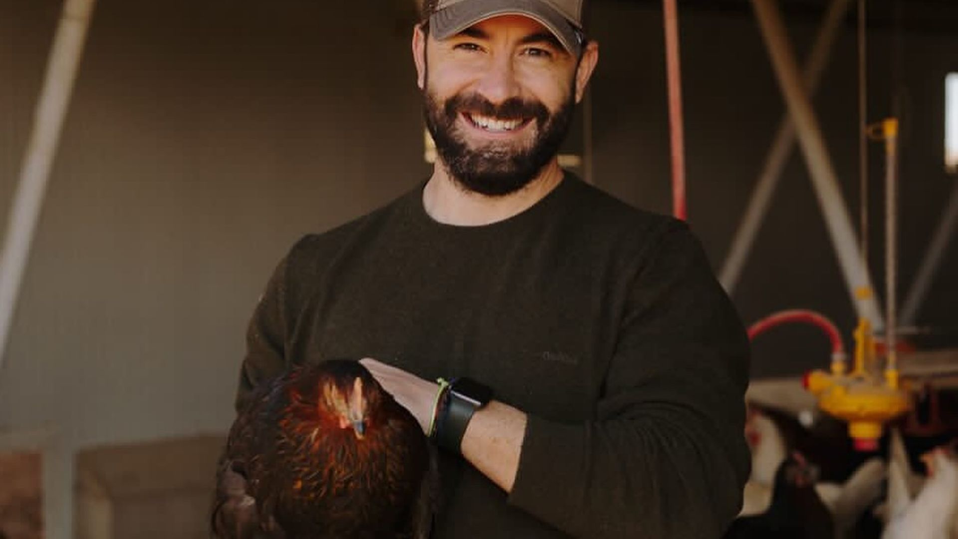 Cobardes y gallinas Cobardes y gallinas