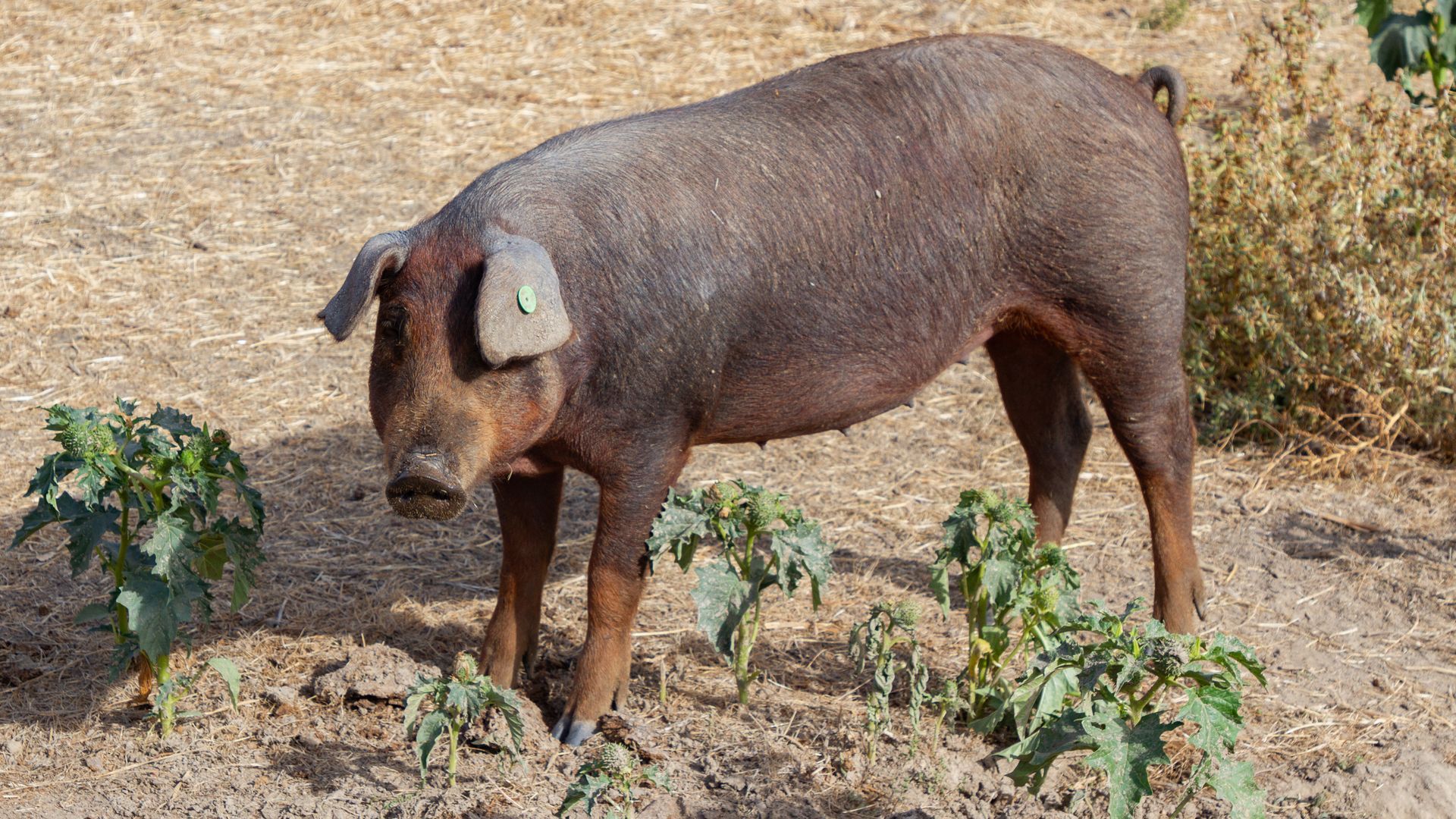 El Gobierno catalán llega a un acuerdo para empezar a sacrificar los cerdos de las granjas cerca del foco de la peste