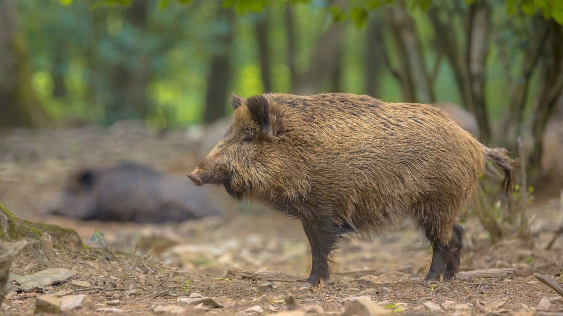 Encuentran otros dos jabalís muertos en la zona del brote de peste porcina en Cerdanyola del Vallès, Barcelona