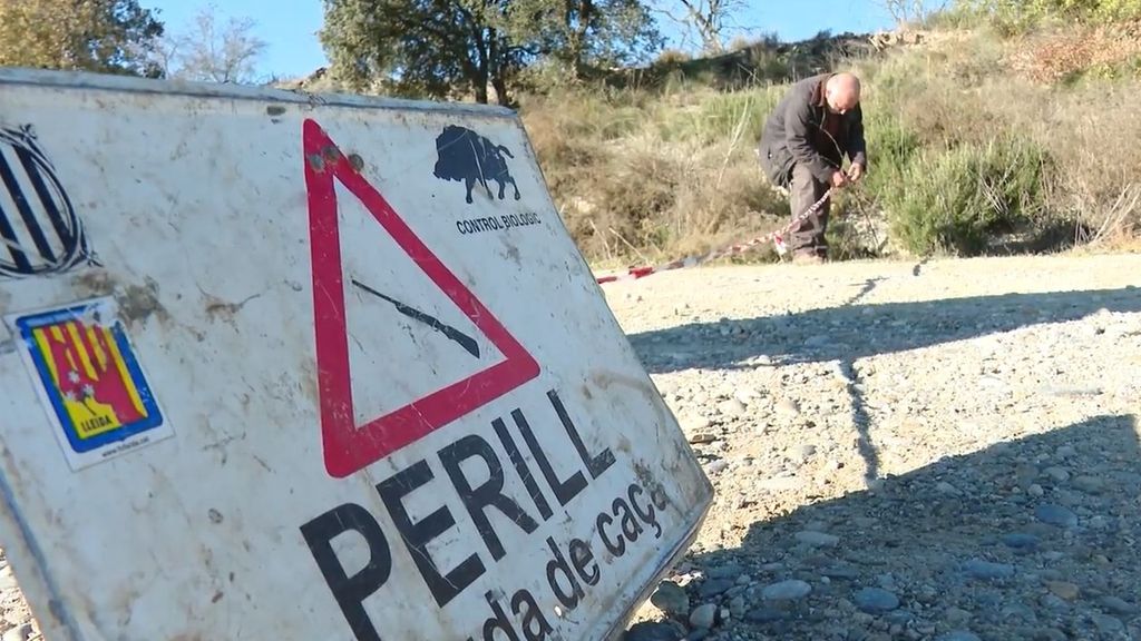 A la caza de los jabalíes salvajes para controlar la superpoblación en pleno brote de fiebre porcina