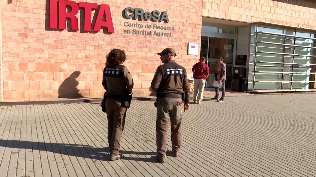 El laboratorio donde se habría originado el virus de la peste porcina: "Investigan enfermedades animales..."