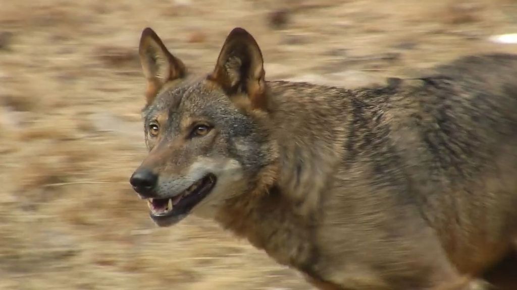 La presencia del lobo ibérico, uno de los principales depredadores del jabalí: hay más de 300 manadas en todo el territorio español