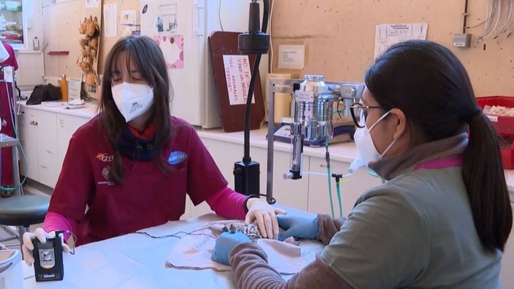 Protocolos en centros de rescate ante el brote de gripe aviar: mascarillas, guantes y "la mayoría del personal vacunado"