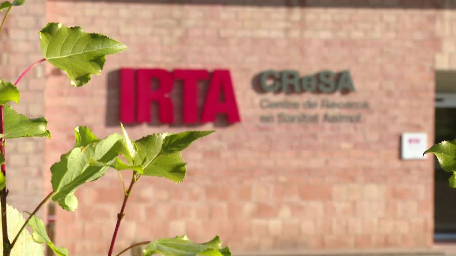 Un comité científico experto en peste porcina africana investigarán el foco en los laboratorios