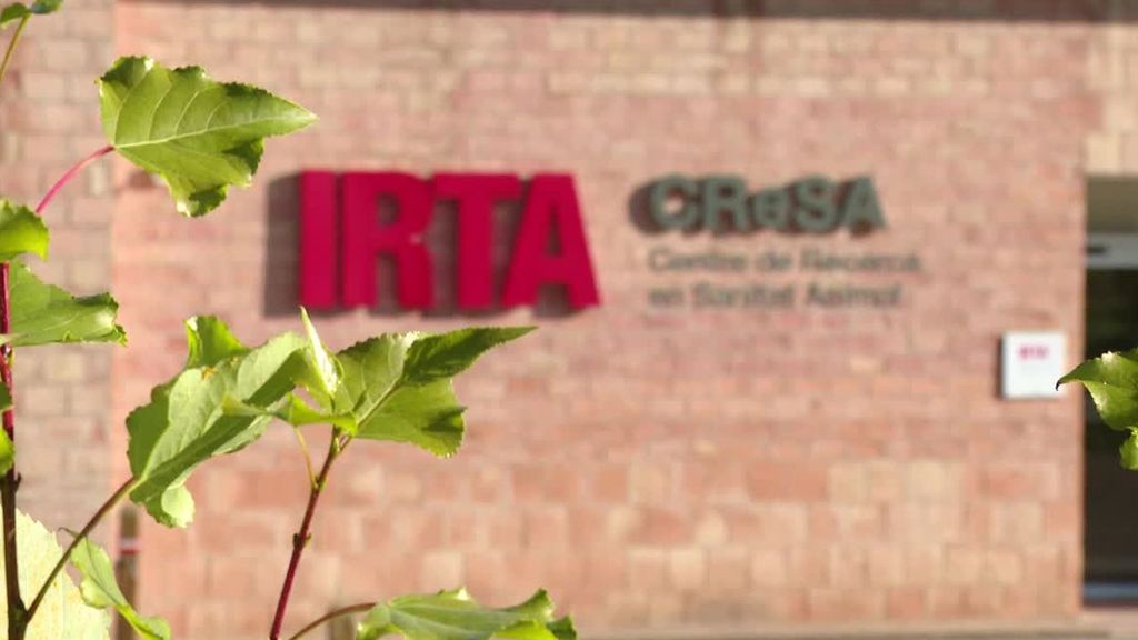 Un comité científico experto en peste porcina africana investigarán el foco en los laboratorios