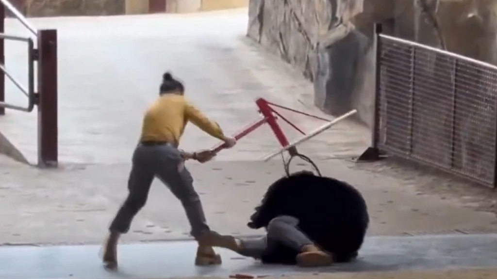 Ataque de oso negro en safari de China