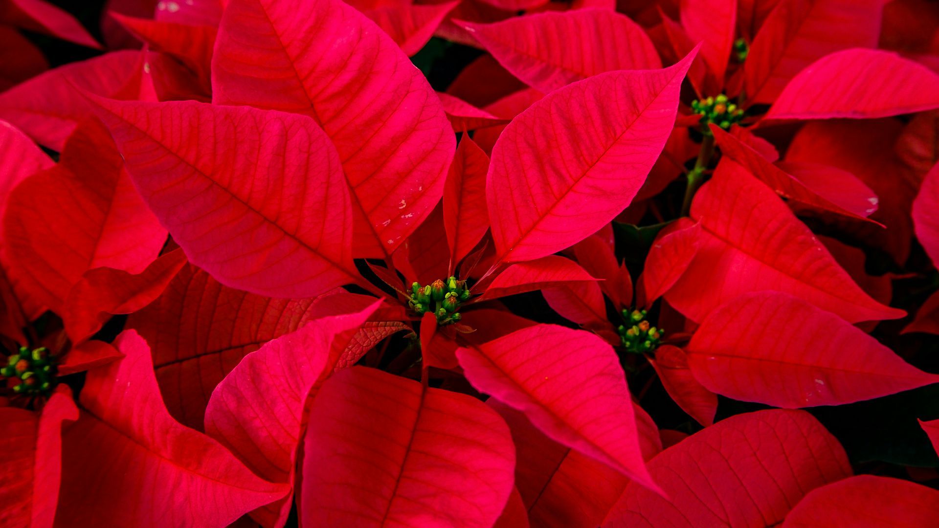 flor de pascua unsplash