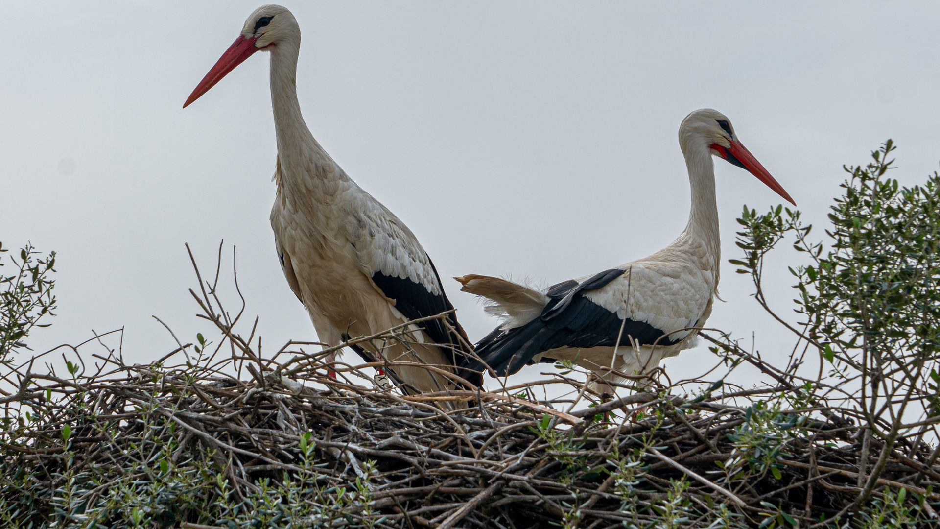 Imagen de archivo de cigüeñas