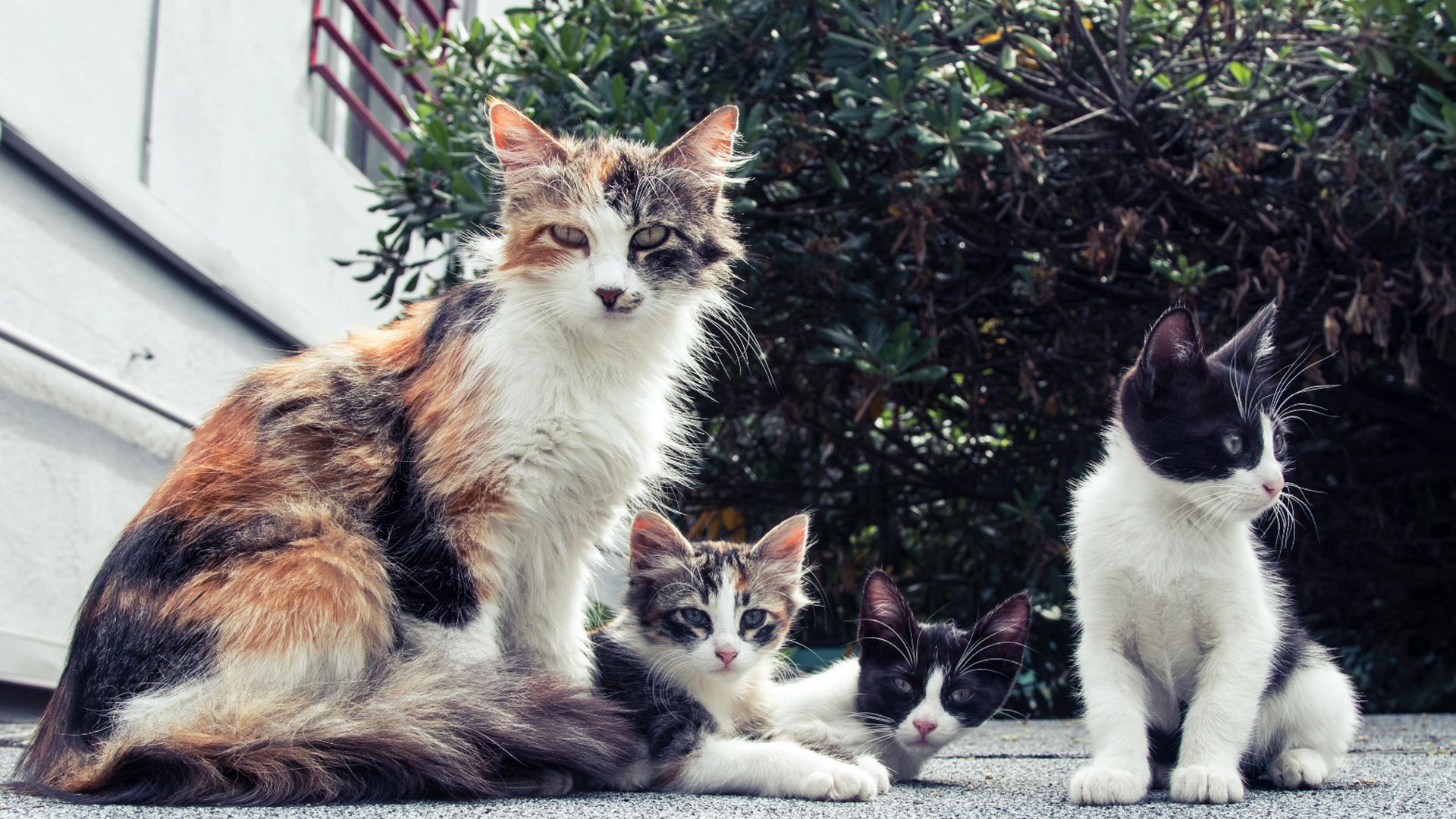 Un grupo de gatos callejeros