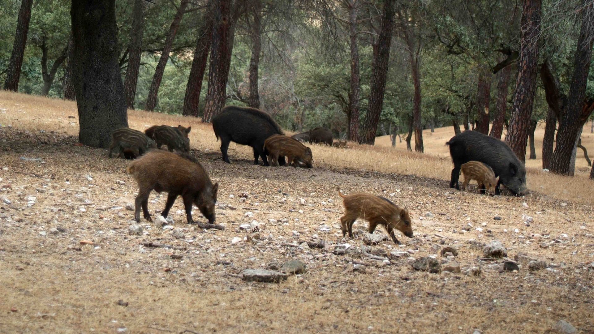 Extremadura declara la emergencia cinegética temporal por la peste porcina africana